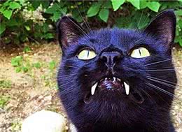 女子捡到一只黑色流浪猫，看到它的模样后，爷爷却直呼赶快送走