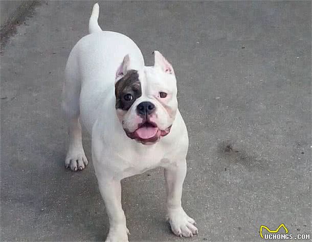 养好美国恶霸犬，你不可不知道的小秘密