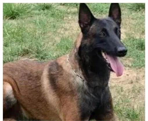 德牧和马犬，作为现代型警犬，哪种更优秀？