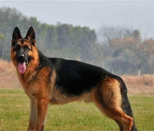 德牧和马犬，作为现代型警犬，哪种更优秀？