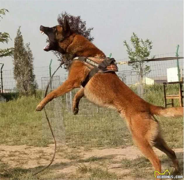 德牧和马犬，作为现代型警犬，哪种更优秀？