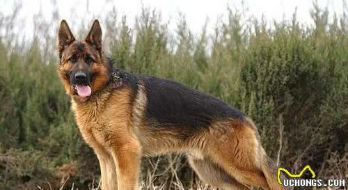 德牧和马犬，作为现代型警犬，哪种更优秀？