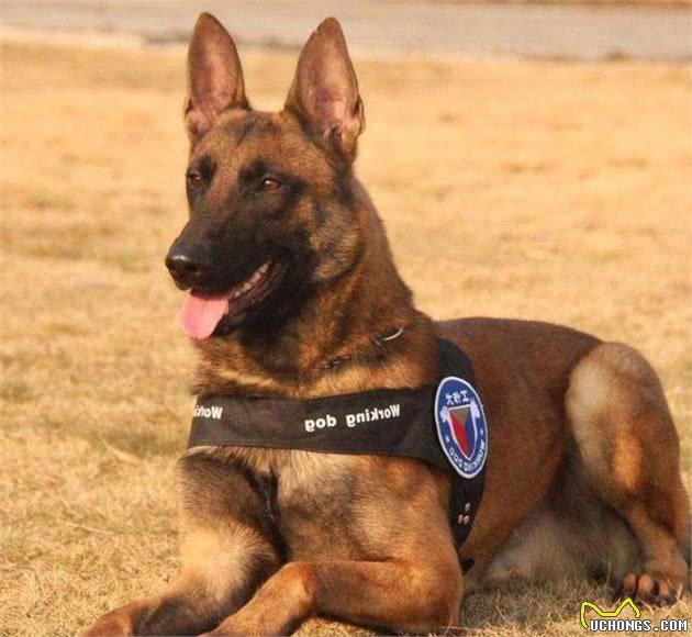 德牧和马犬，作为现代型警犬，哪种更优秀？