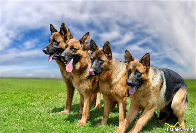 德牧和马犬，作为现代型警犬，哪种更优秀？