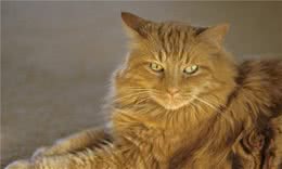 除了布偶猫哪些猫掉毛也严重呢？不掉毛的猫除了无毛猫还有哪些呢