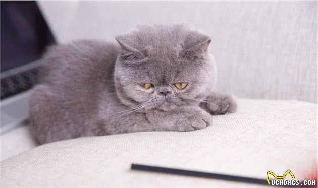 加菲猫的介绍、饲养、护理和其他注意事项