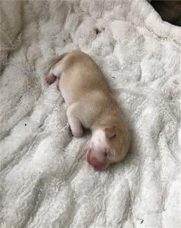 狗妈妈雨夜被赶，叼着小狗救助，救救我其他的孩子