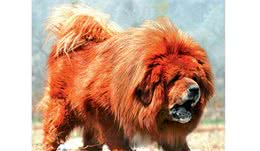 中国十大禁犬杜宾犬和藏獒上榜，忠犬八公也在其中