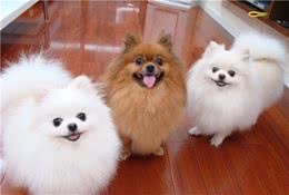 原来博美犬有两种！英系博美和美系博美，你更爱哪一个？