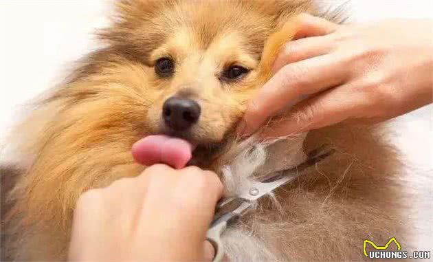 家里到处是狗毛？教你2招，还你一个干净舒心的家