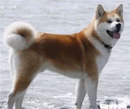 「秋田犬标准」秋田犬驯养方法及性格特点