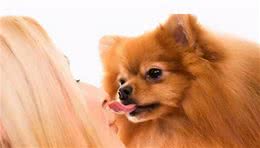 狗狗被伤害还舔你？读懂狗狗舔人背后的真实表达