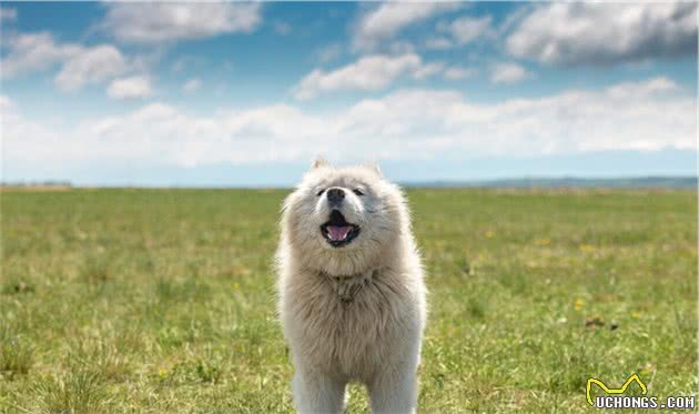 世界十大贵族狗最具贵族气质的狗世界十大贵族名犬