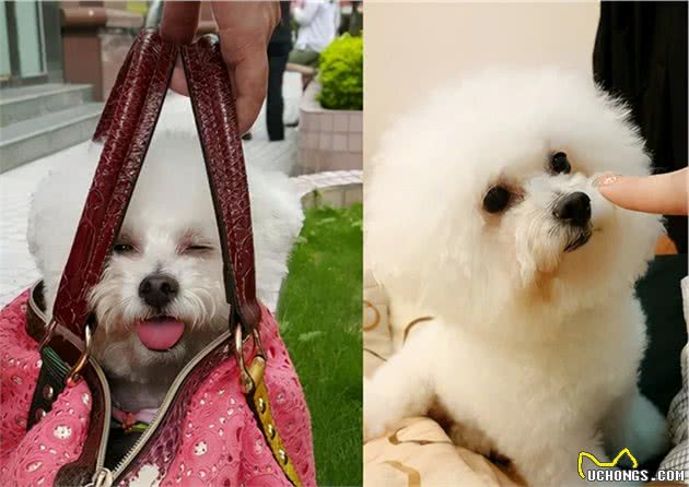 11岁爱犬突然离世，头七这天留下“道别礼物”，看哭铲屎官