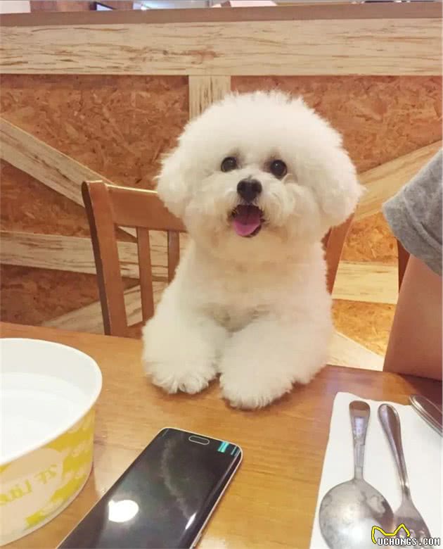 11岁爱犬突然离世，头七这天留下“道别礼物”，看哭铲屎官