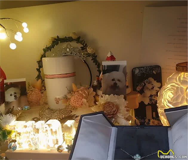 11岁爱犬突然离世，头七这天留下“道别礼物”，看哭铲屎官