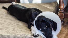 狗狗绝育术后，牢记这几点，让狗狗更快恢复