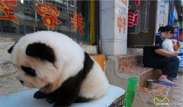 中国的原产犬种—松狮犬