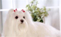 狗狗美容所需要的一些必要工具