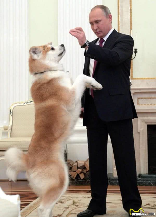 纯种日本秋田犬，真的不多见