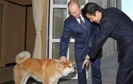 纯种日本秋田犬，真的不多见