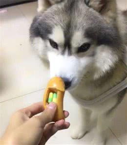 宠物生病需要自己喂药，而老不配合怎么办？正确的喂药姿势都在这