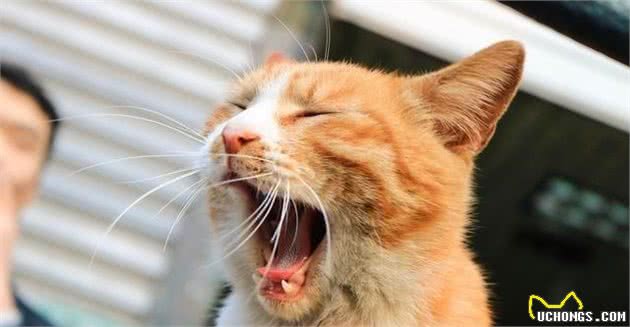 你真的认识中国土生土长的猫吗？我相信80%的人知道的还不够