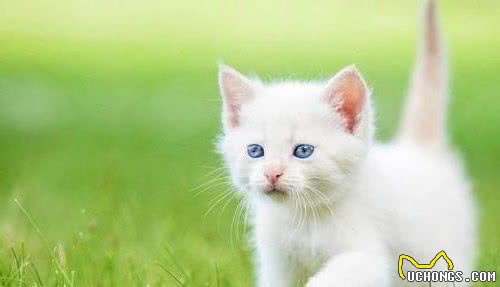 你真的认识中国土生土长的猫吗？我相信80%的人知道的还不够