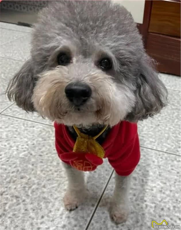 抱回家一只黑黢黢的狗子，长大后…好可爱