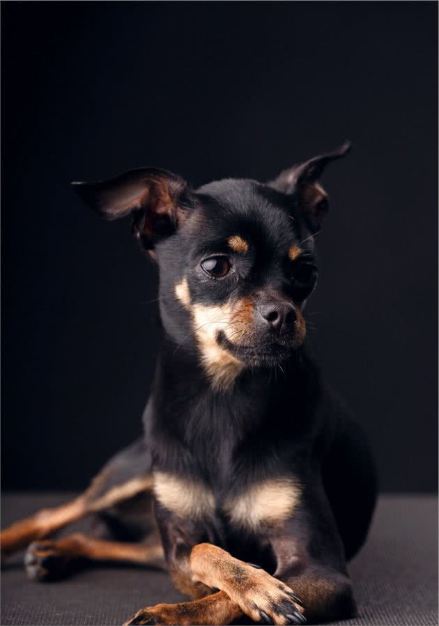 小鹿犬很可爱，就是喜欢叫