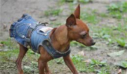 小鹿犬很可爱，就是喜欢叫