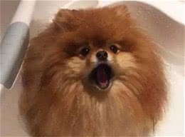 有些宠主永远不会嫌弃自家的博美，即使博美犬缺点不少