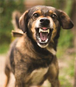 狗狗的不良行为不是天生的！常见的六大疏忽，会助长狗狗不良行为