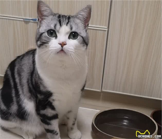 养“美短猫”也不容易，只因它有这6大缺点