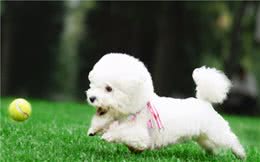 家有爱犬：狗泪痕是怎么引起的？处理泪痕的有效措施参考