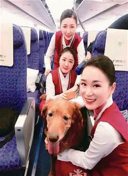 带狗狗乘机出行需要注意哪些？大小有要求手续需齐全
