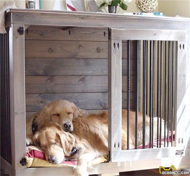你是我的眼：金毛犬突发疾病、失明；狗室友为它导盲护航