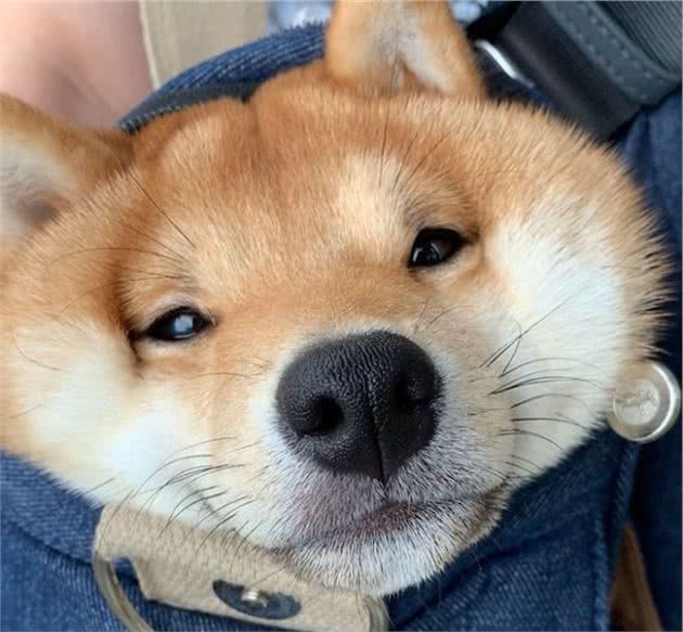 柴犬的形态特征柴犬竟有如此的独特之处