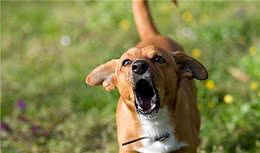 狗狗为什么对着空无一人的地方“吠叫”？都是有原因的