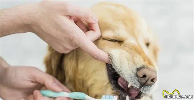 狗狗身上出现异味怎么办？有经验的铲屎官都这样做