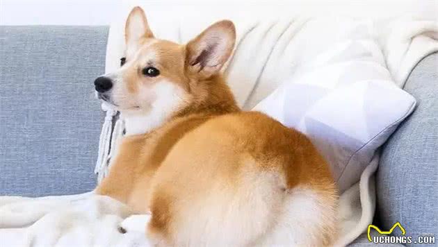 狗狗身上出现异味怎么办？有经验的铲屎官都这样做