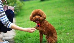 家养犬中的“优等生”泰迪，这6个优点，你都知道吗？