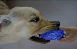 狗狗多大会迎来磨牙期？磨牙的原因有哪些？