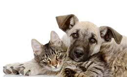 犬猫混养要点，这些失误要避开