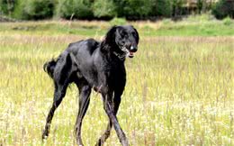 这5种本土犬种，全都知道的，可以说是非常厉害了