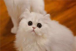 金吉拉猫夏季饲养新技巧，这些养护知识教给你，健康保障不困难