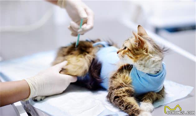 猫狗有泪痕怎么办？五大方法要牢记！
