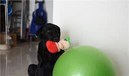 狗狗的疼痛，我们需要关注