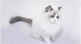 布偶猫虽温顺、忍耐力极强，但一般体质不好，布偶猫的饲养方法