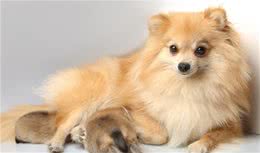 养狗科普：狗怀孕会有哪些迹象？怀孕期间，需要给狗补钙吗？